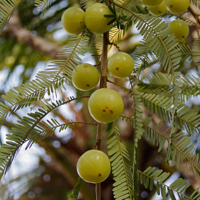 Not all antioxidants are equal? What does that mean?