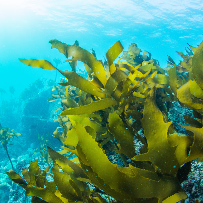 [Anti-aging Health Foods and Recipes] Seaweed