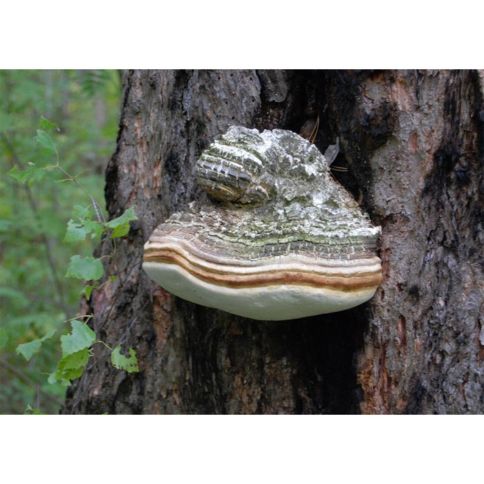 [Talking about Ingredients] What are Fomes Officinalis Extracts?